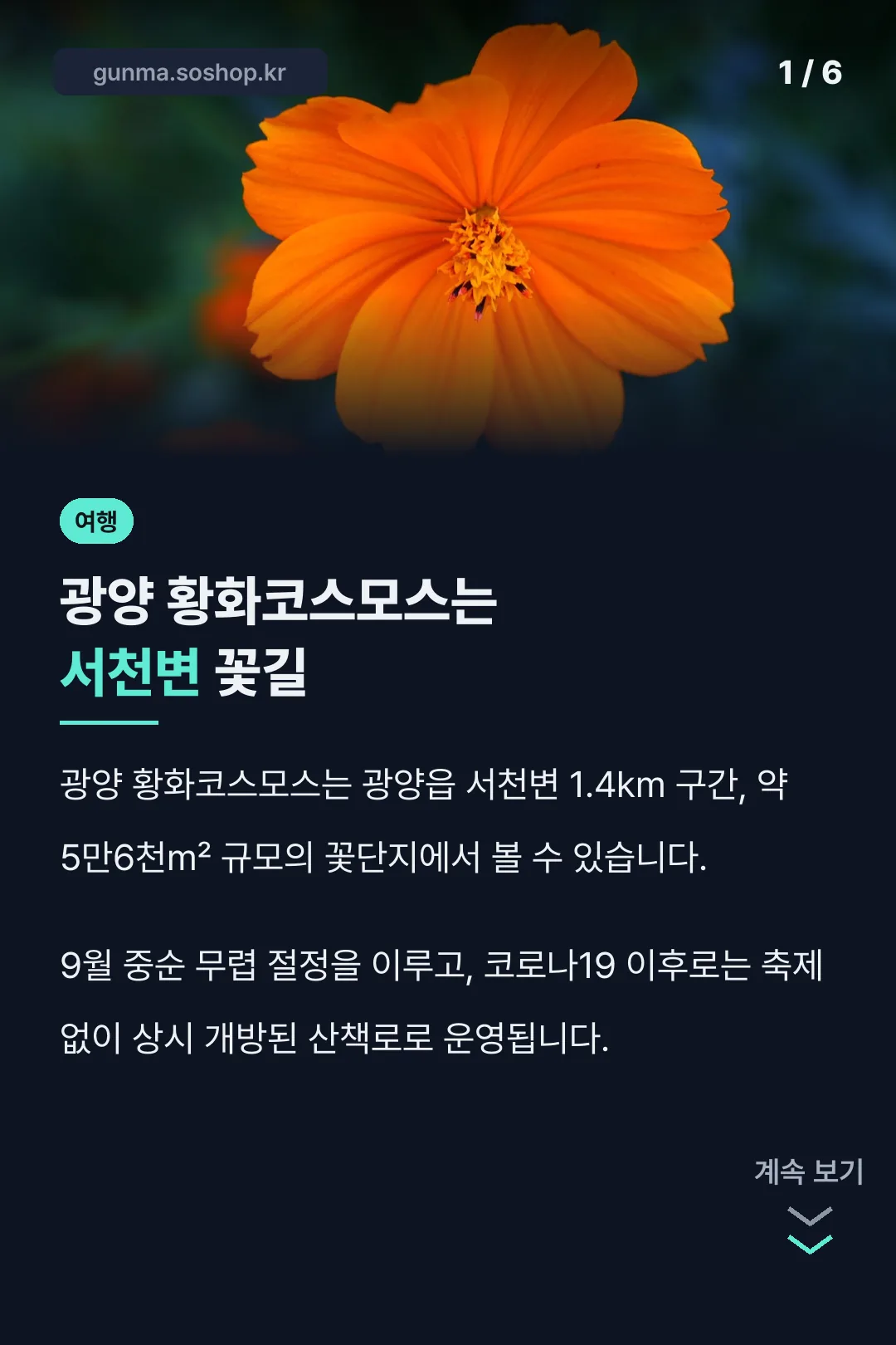 광양 황화코스모스는 서천변 꽃길