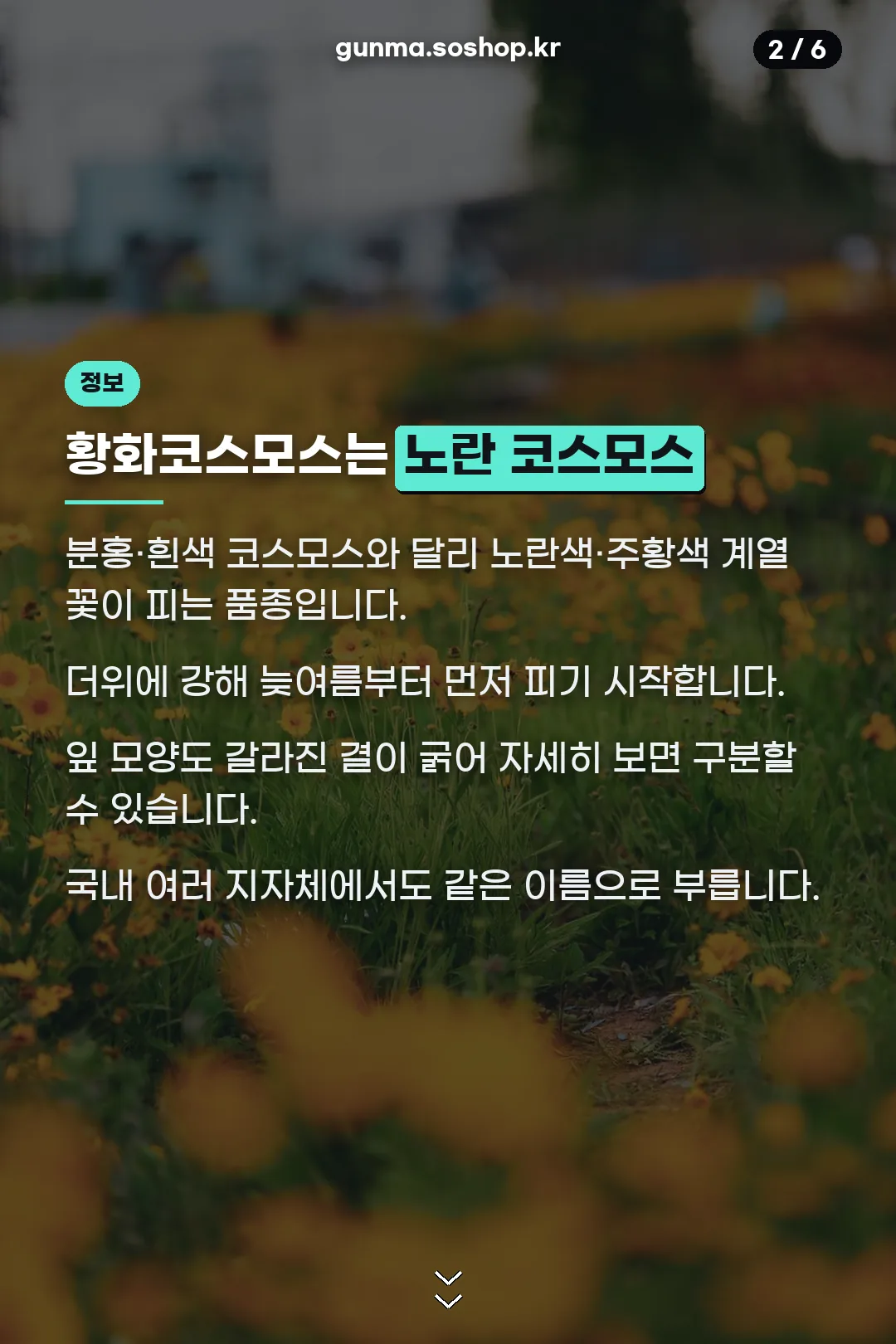 황화코스모스란 무엇인가