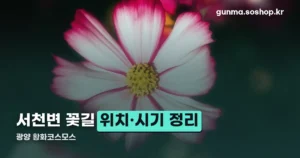 광양 황화코스모스 정리 썸네일