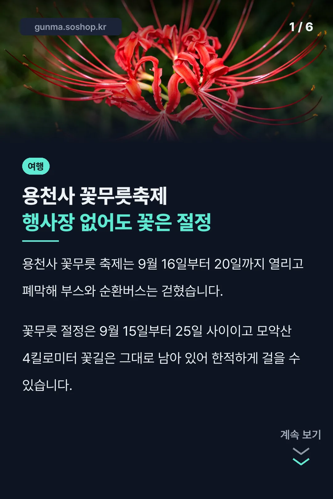 용천사 꽃무릇축제 행사장 없어도 꽃은 절정