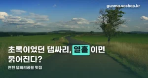 연천 댑싸리공원 맛집 — 정원 운영 기간과 근처 식당 정리